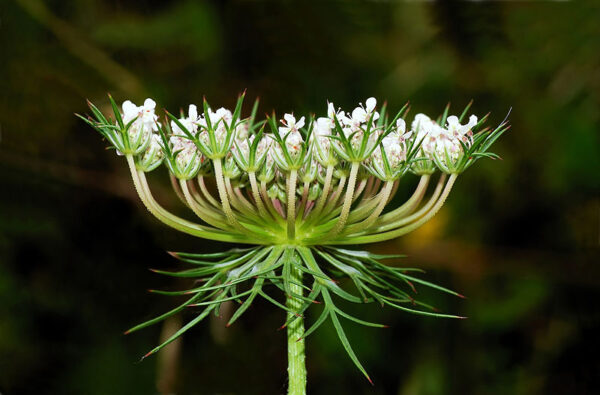 Vild Gulerod - Queen Anne's Lace - Daucus carota