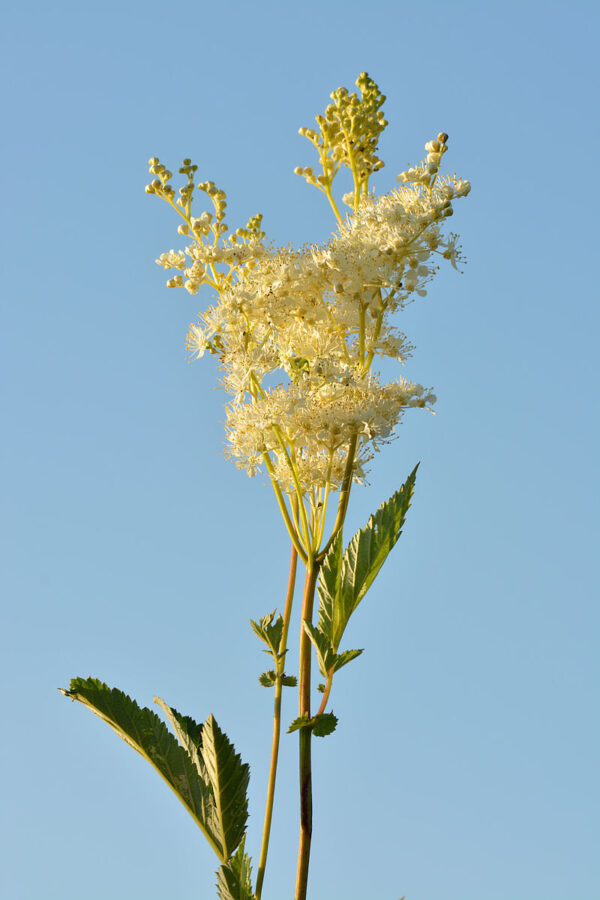 Almindelig Mjødurt - Filipendula ulmaria