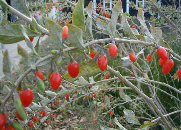 Almindelig Bukketorn - Lycium barbarum