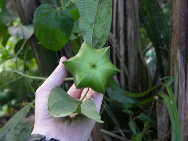 Sacha Inchi - Plukenetia volubilis