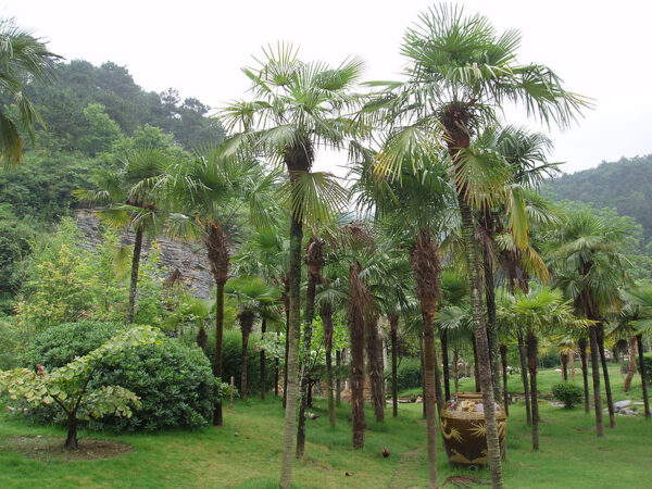 Hørpalme - Trachycarpus fortunei - Image 2