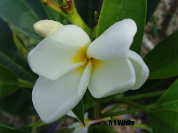 Plumeria - A1 White Yellow