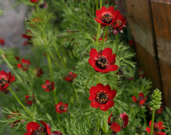 Sommeradonis - Adonis aestivalis