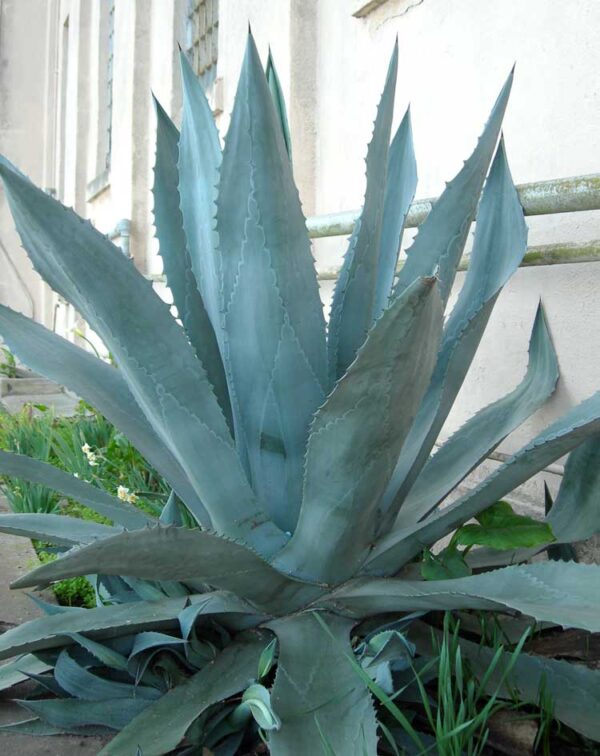 Almindelig Agave - Agave americana