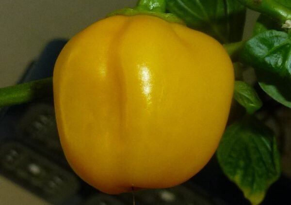 Aji Dulce Yellow – C. chinense