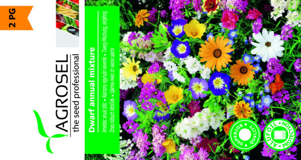 Dværg snitblomst mix