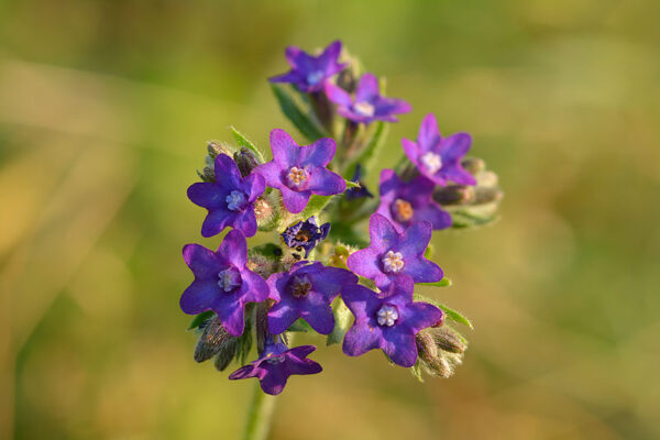 Læge Oksetunge - Anchusa officinalis