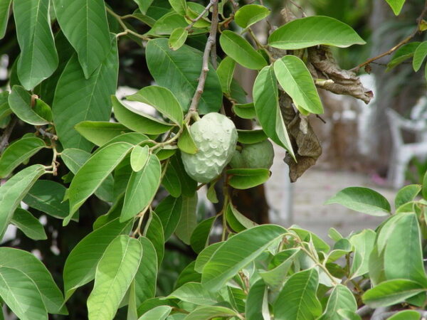 Cherimoya - Annona cherimola