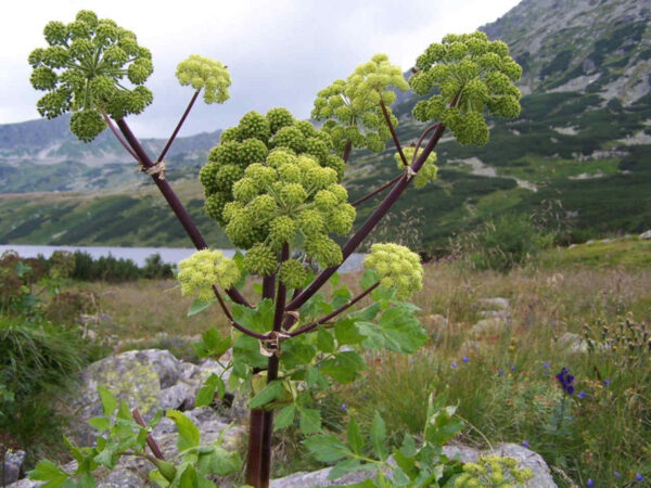 Kvan - Angelica archangelica
