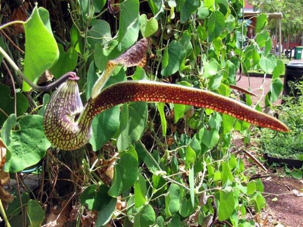 Dutchmans Pipe  - Aristolochia Ringens