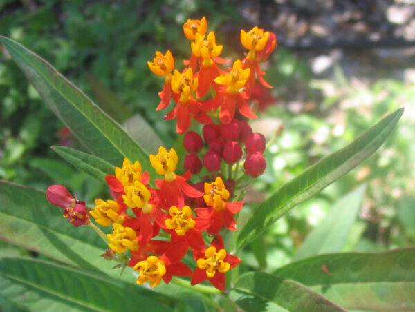 Ravsilkeplante - Asclepias currasavica