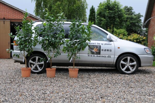 Lime - Citrus aurantifolia - Stor