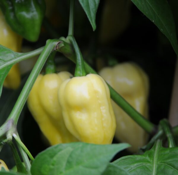 Bhut Jolokia True White - C. chinense