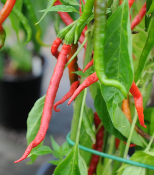 De Arbol Blood - C. annuum