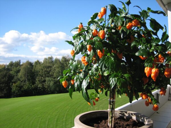 Bhut Orange Copenhagen - PLANTE - 13cm potte