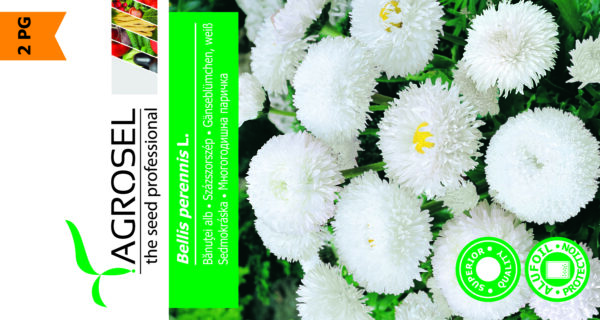 Bellis Hvid - Bellis Perennis