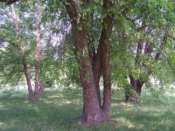 Sortbirk - Betula nigra