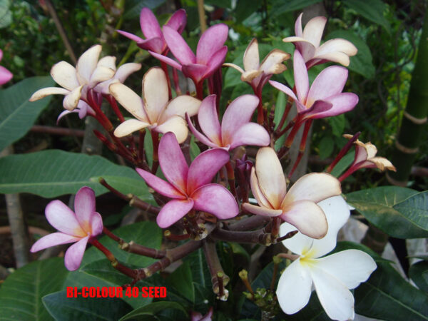 Plumeria -  Bi Colour