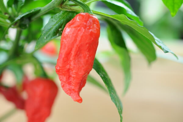 Bih Jolokia Improved Strain II – C. chinense