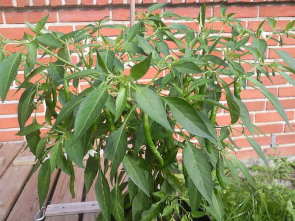 Korean dark Green Chilli