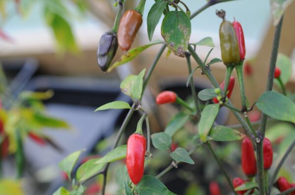 Black Scorpion – C. annuum