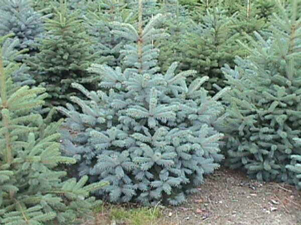 Blågran - Picea Pungens Glauca