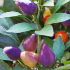 Bolivian rainbow - C. annuum