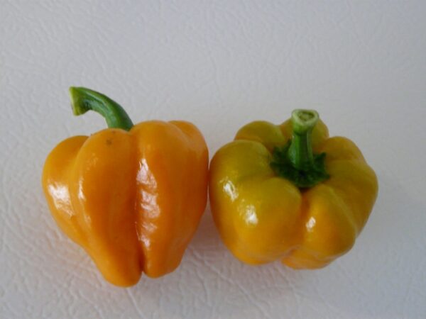 Bonnet Bell Hot - C. annuum x C. chinense