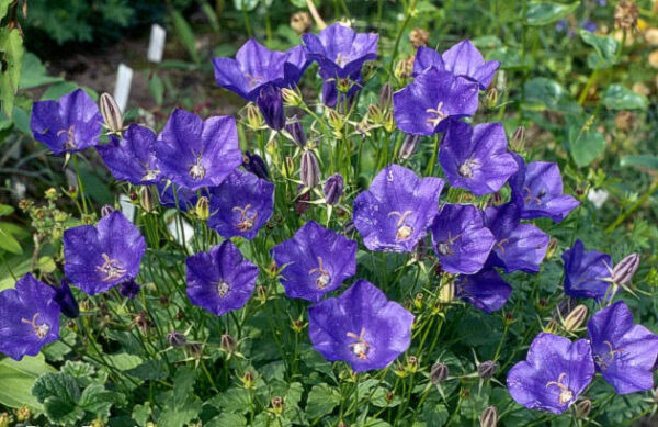 Klokkeblomst - Carpatica Blue