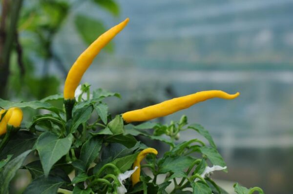 Cedrino – C. annuum