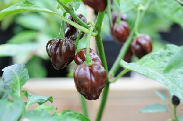 Chocolate Scotch Bonnet – C. chinense