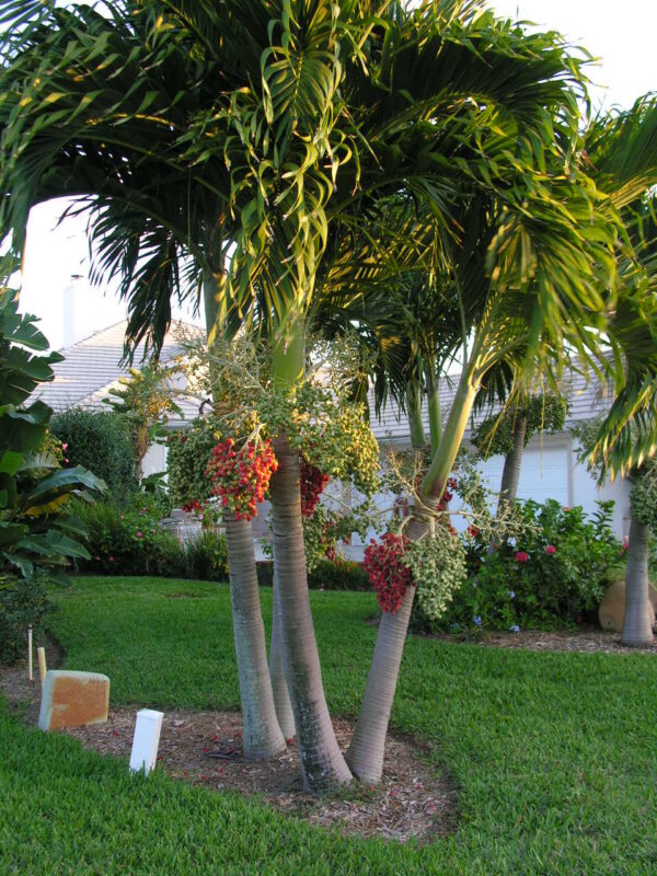 Christmas Palm - Veitchia merrillii
