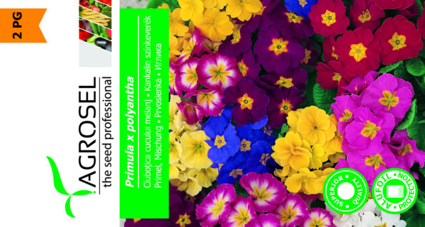Primula Mix