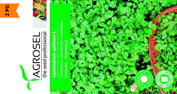 Koriander - Coriandrum Sativum L.