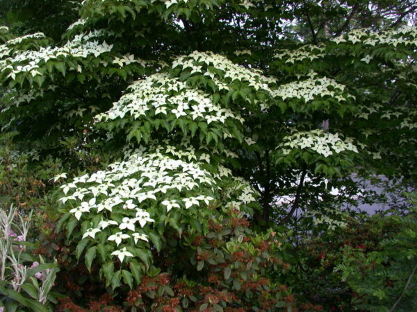 Korea-Kornel - Cornus kousa