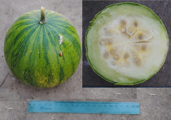 Vild Squash - Cucurbita ecuadorensis