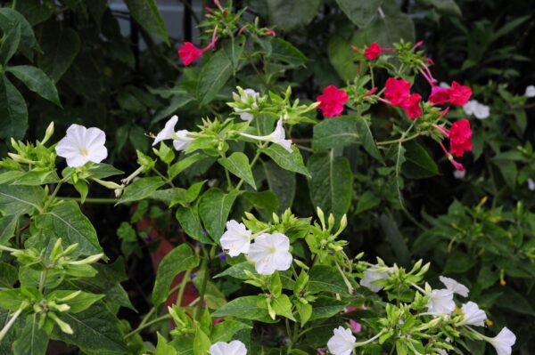 Vidunderblomst Hvid - Mirabilis Jalapa