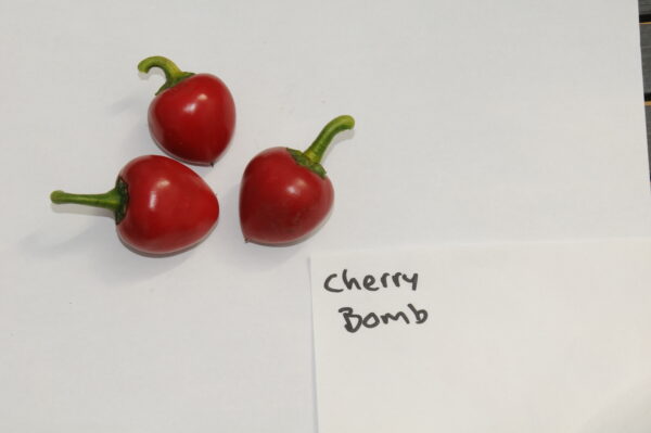 Cherry Bomb – Plante