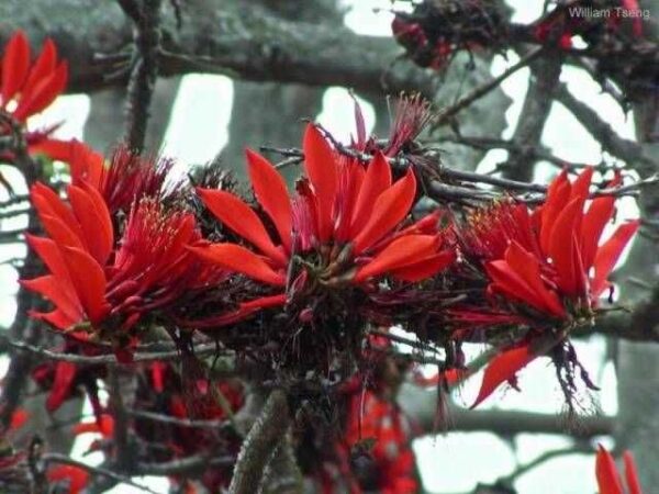 Coral Tree - Erythrina Indica - Image 3
