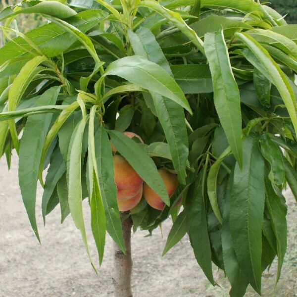 Dværgfersken - Prunus persica 'Nana'