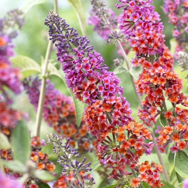 Sommerfuglebusk - Flowerpower - Buddleia davidii - BUSK