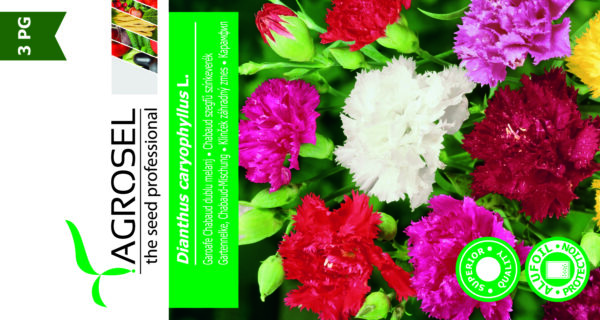 Havenellike - Dianthus caryophyllus