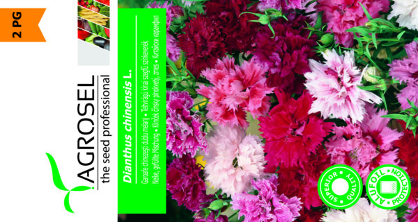 Nellike - Dianthus Chinensis - Image 2