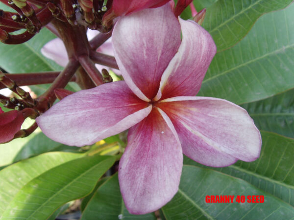 Plumeria -  Granny