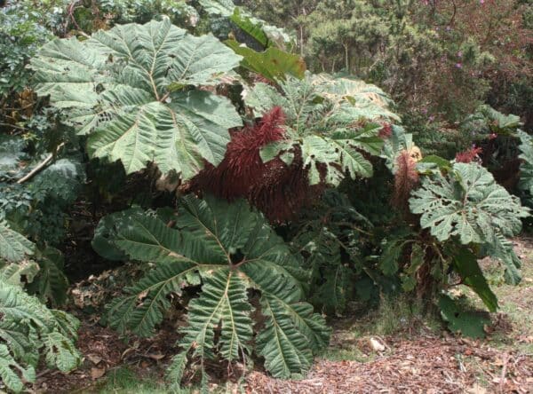Gunnera insignis