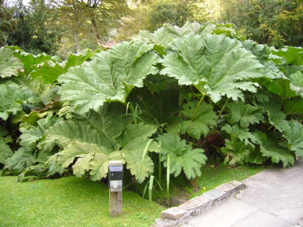 Mammutblad - Gunnera manicata