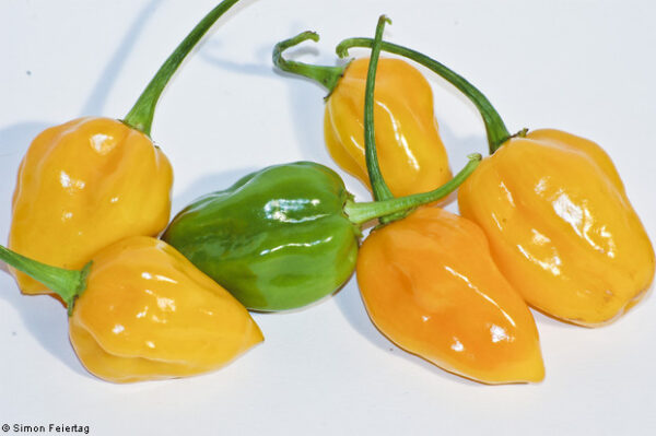 Habañero Yellow - C. chinense - Plante