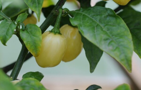 Habanero Laranjada Grande – C. chinense