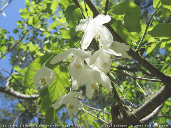 Sølvklokketræ - Halesia Diptera