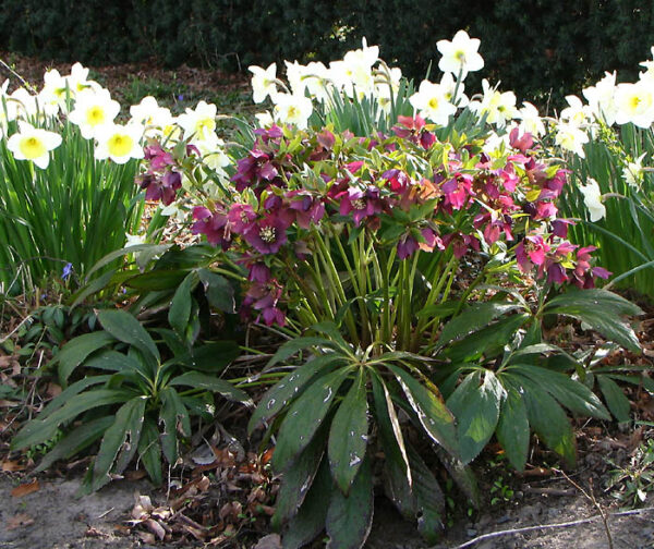 Julerose - Helleborus orientalis hybrid